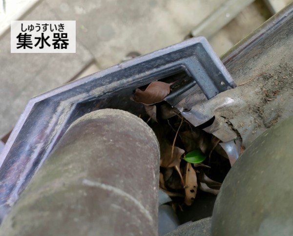 集水器　落ち葉が溜まっている